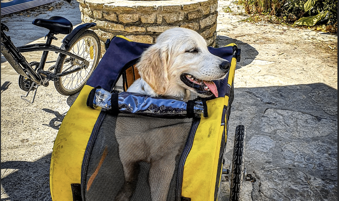 Remorque chien Ile de Ré - Vélo