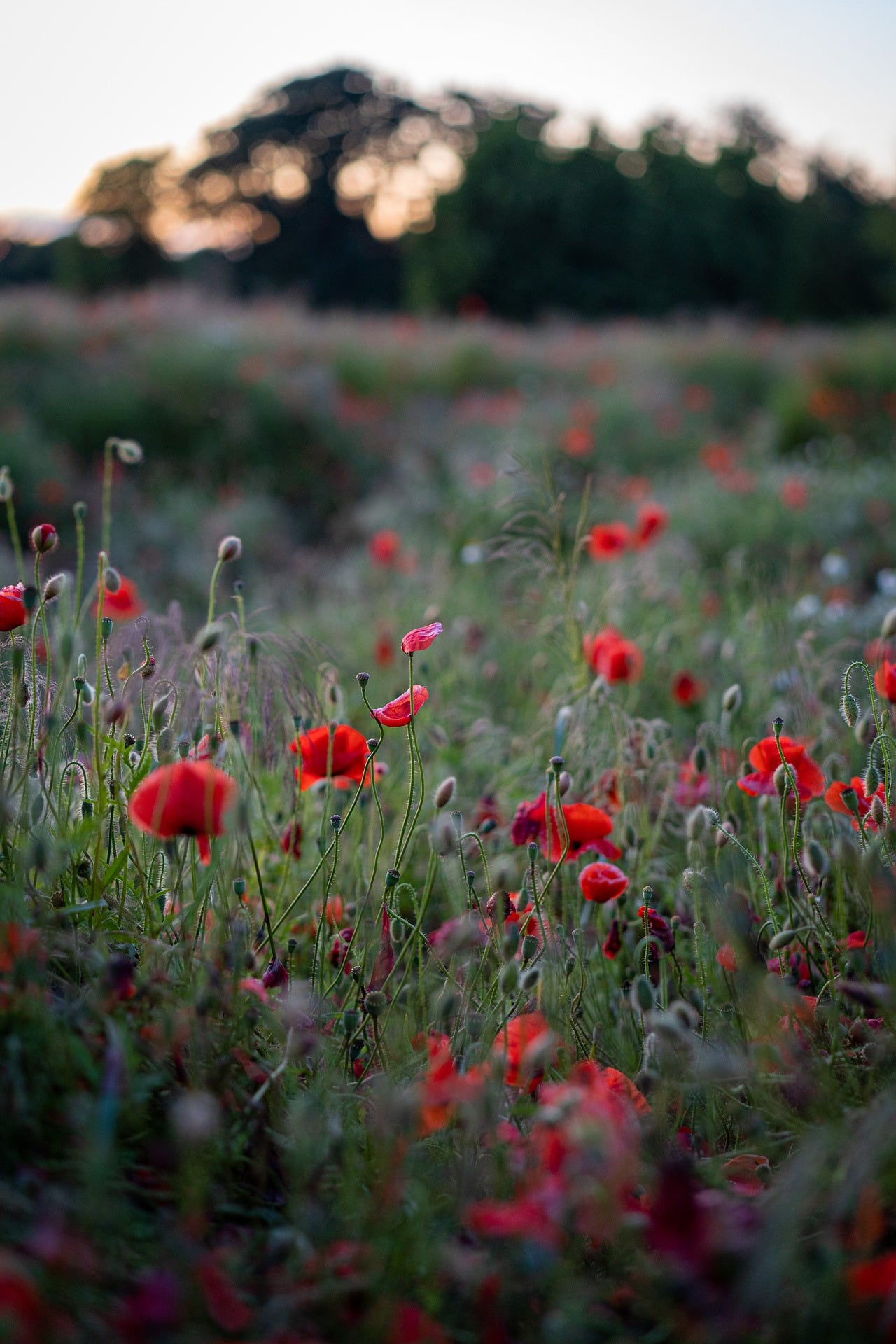 coquelicots la couarde sur mer Ile de Ré