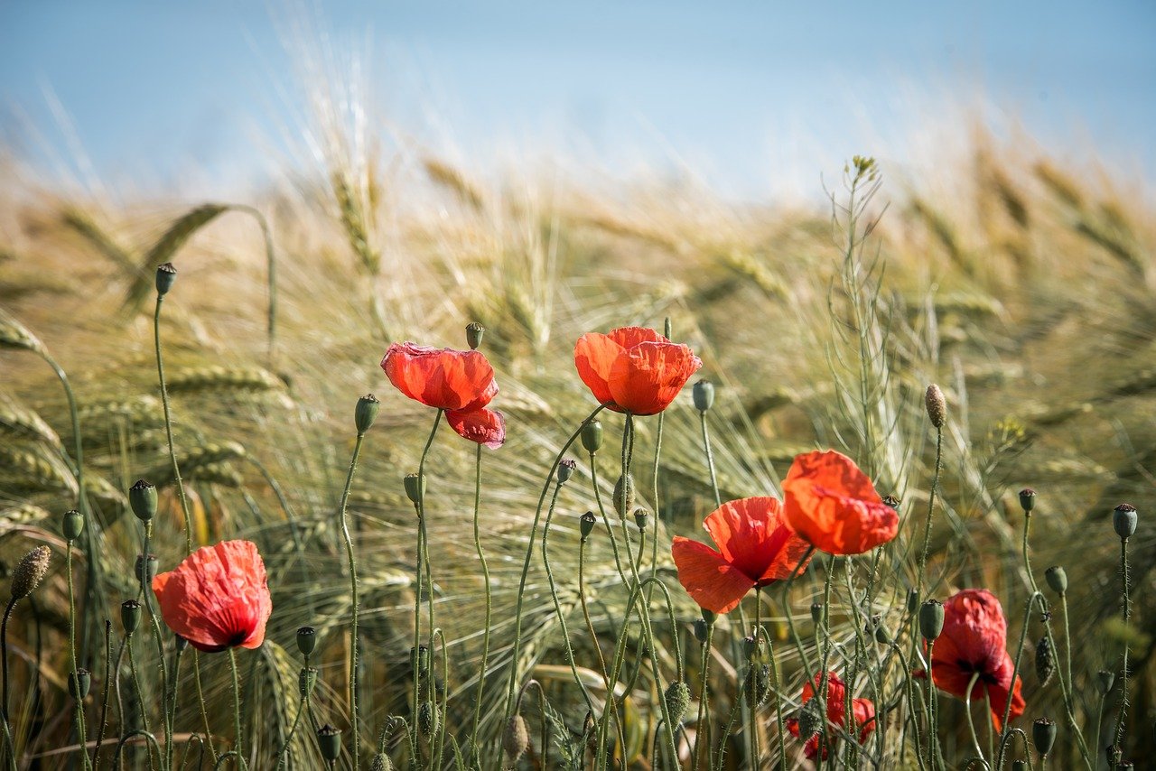 coquelicot abbaye des chapeliers - la flotte en ré